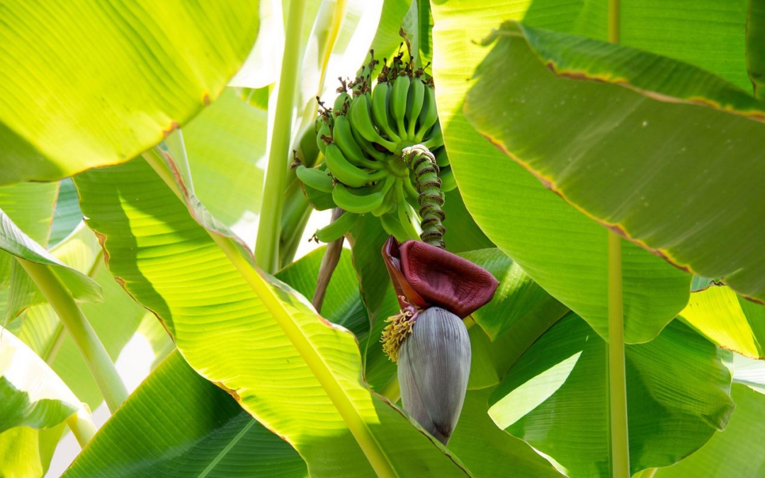Un bananier dans le jardin : ce qu’il faut savoir