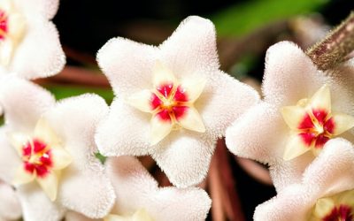 Plante d’interieur : Hoya ou Fleur de porcelaine
