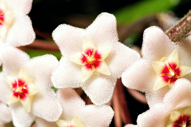 Plante d’interieur : Hoya ou Fleur de porcelaine