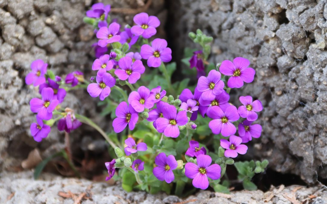 Zoom sur les meilleures plantes pour les rocailles