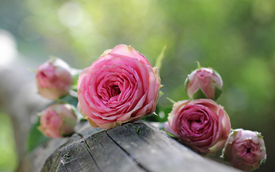 Quels cadeaux d’anniversaire pour un proche amoureux de la nature ?