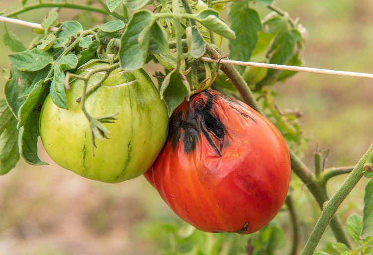 Le virus des tomates et des piments s’intensifie