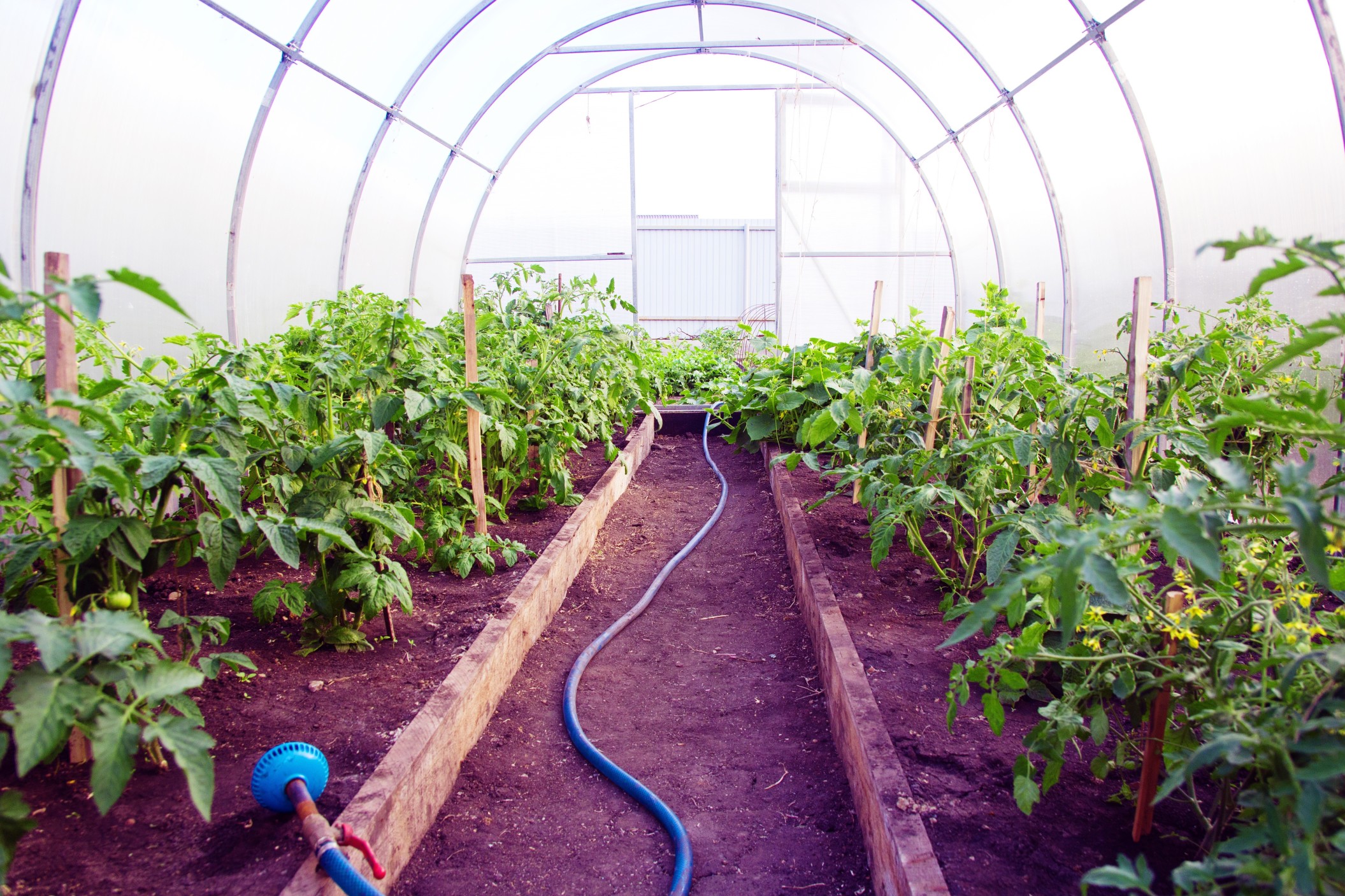 Serre de tomates